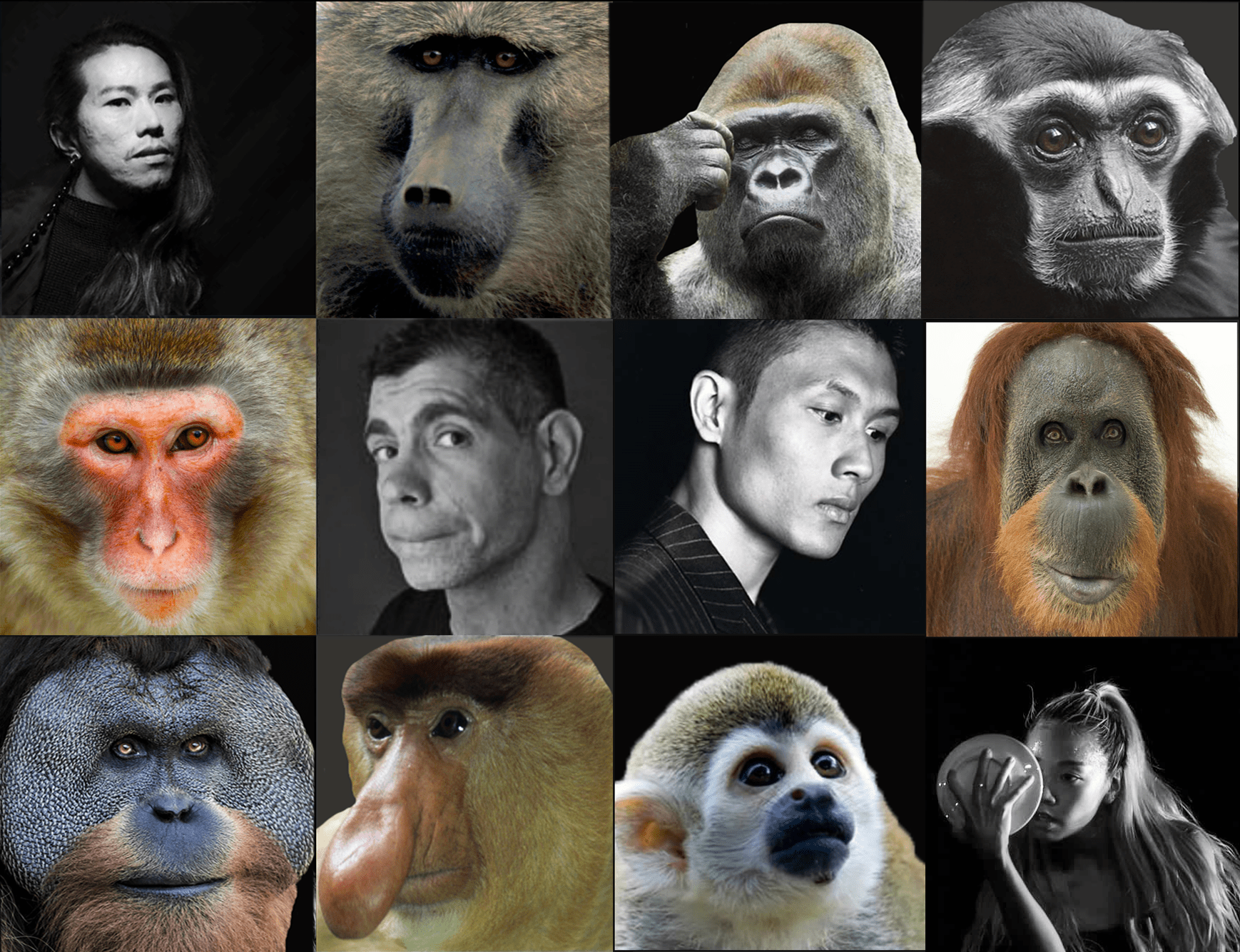 2020 Primates
